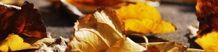 Dies ist ein Typoblindtext.